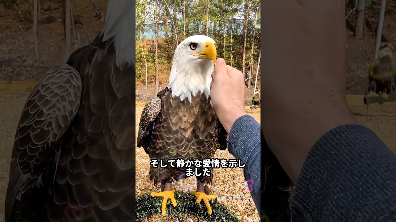 無力なワシが心優しい人々に救われた