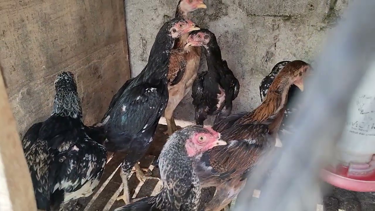 SPIK ANAK AYAM BANGKOK USIA 1 MINGGU SAMPAI 2 BULAN LEBIH @ternakayambangkokpedaging