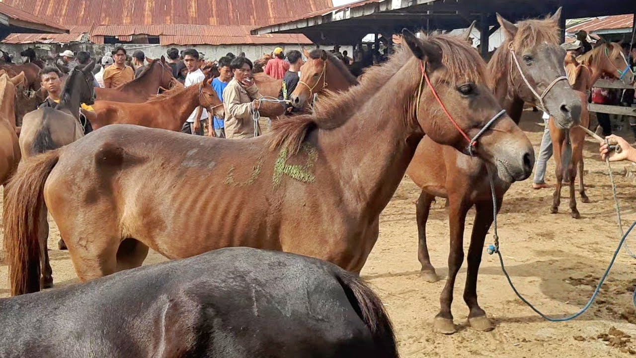 EXPLORING THE TRADITIONAL HORSE MARKET VIBE
