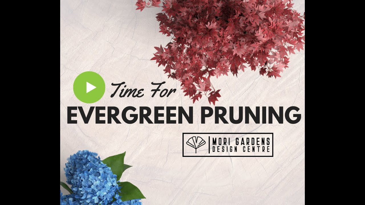Pruning Evergreens Garden Seminar