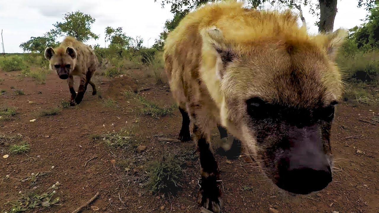 Hyena Catchup: Geena's Clan | The Lion Whisperer