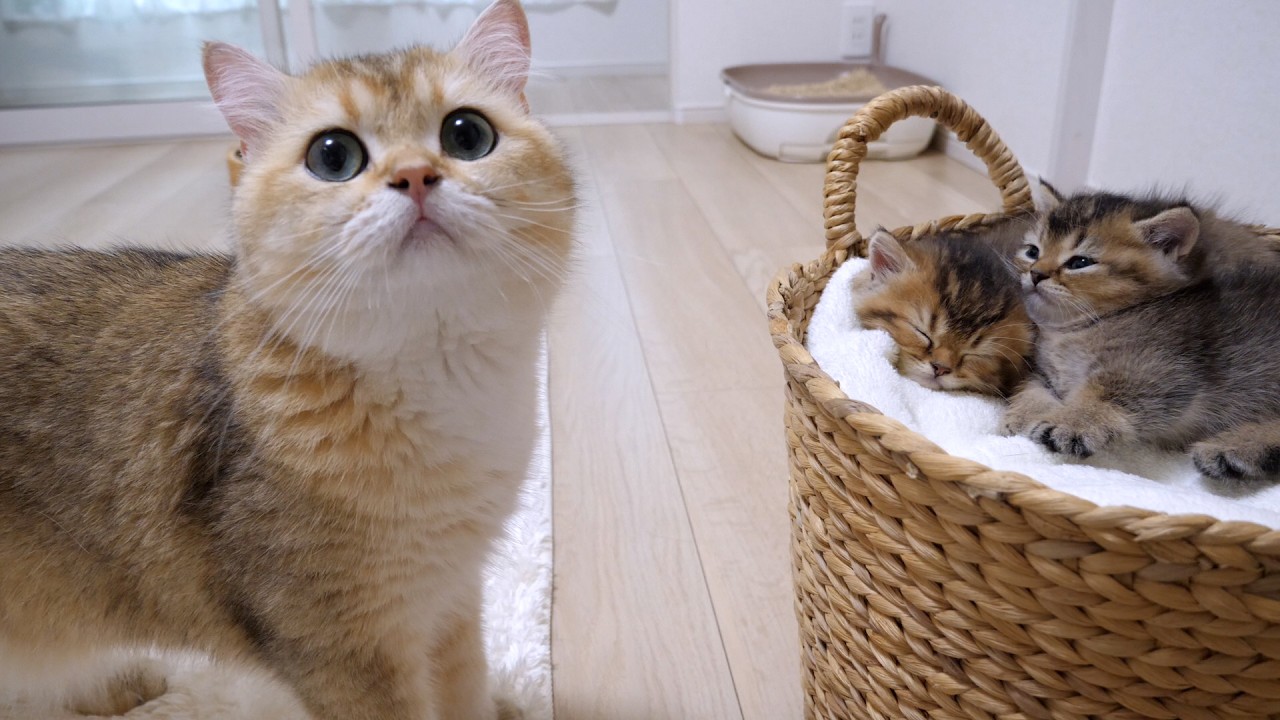 This is what happened when daddy cat Cha Cha met the kittens for the first time