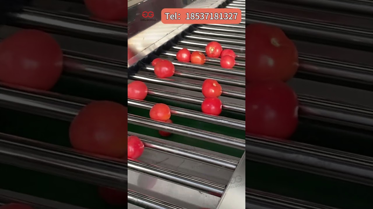 Factory Footage | Gelgoog Tomato Roller Grading Machine