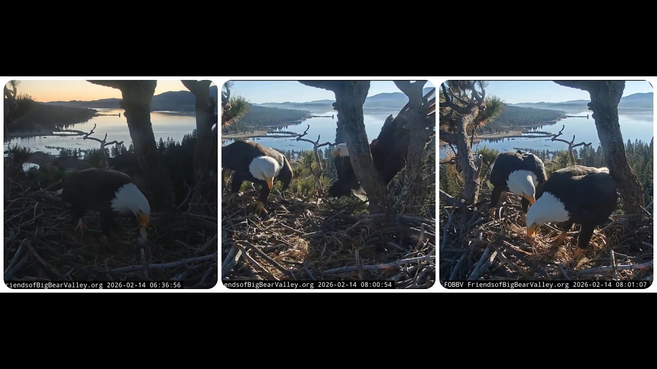 Shadow's early breakfast, Jackie brings the fluff 14.02.20206 @FOBBVCAM