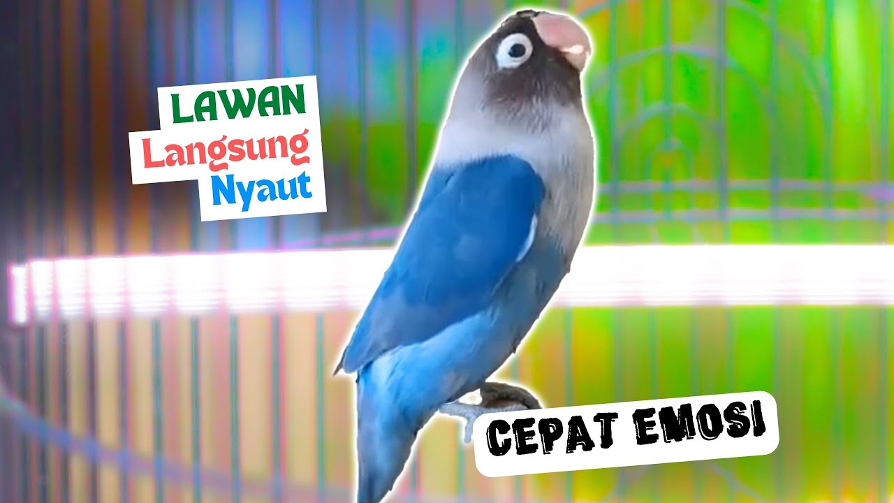 Baru Sebentar Di Putar Suara Burung Lovebird Ngekek Panjang Ini, Semua LB Dijamin Ngekek Bersautan