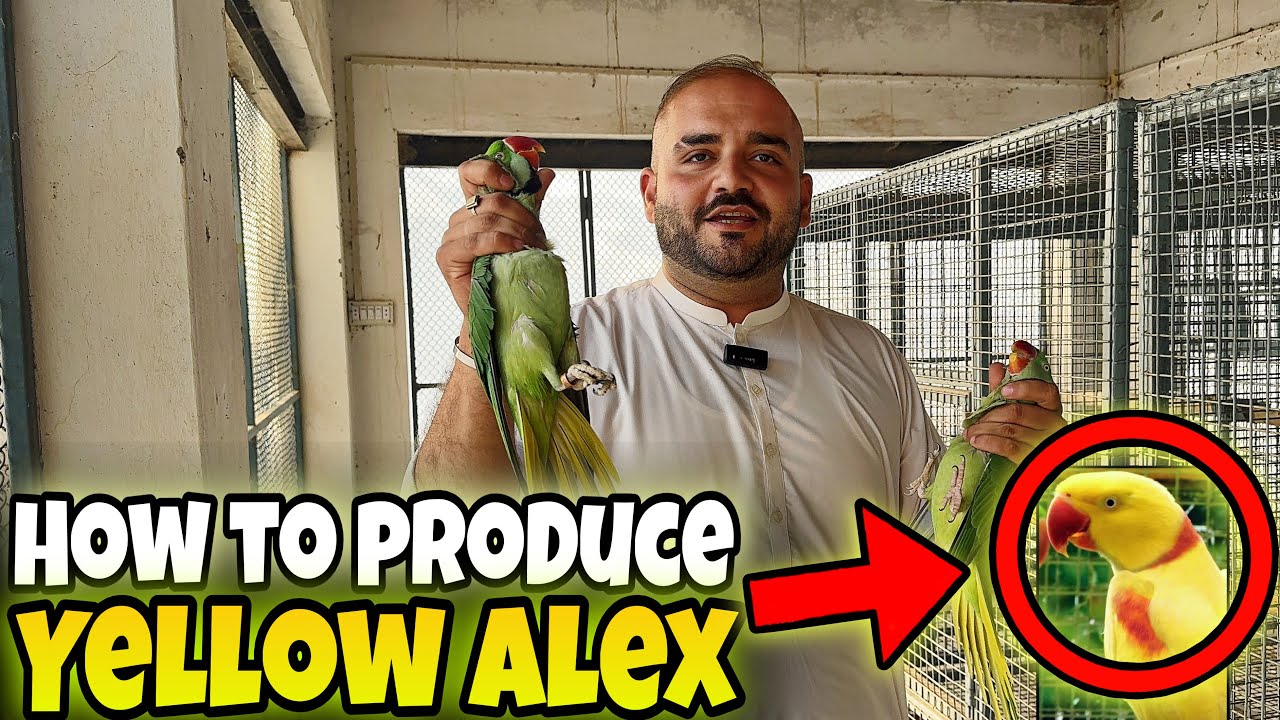 How to Produce Yellow Alexandrine Parrot | Yellow Alex Mutation Full Guide Usmanwildlife 