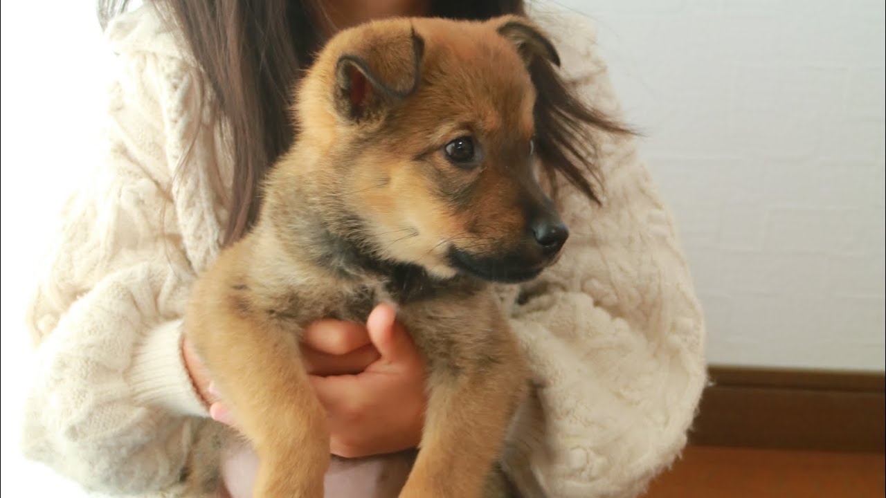 保護犬（推定２ヶ月）がやってきた週末【子犬/雑種】