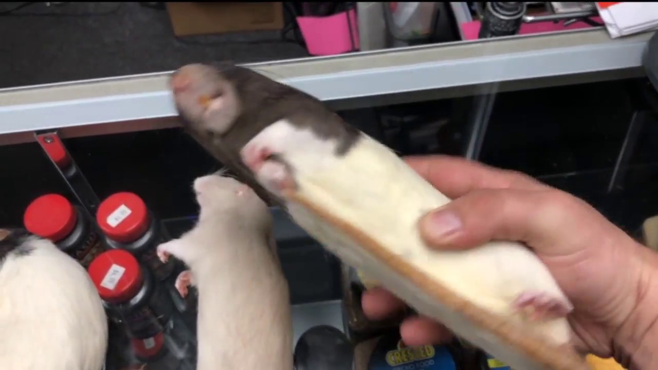 What is a RAT PUP?  FEEDER RAT SIZES!