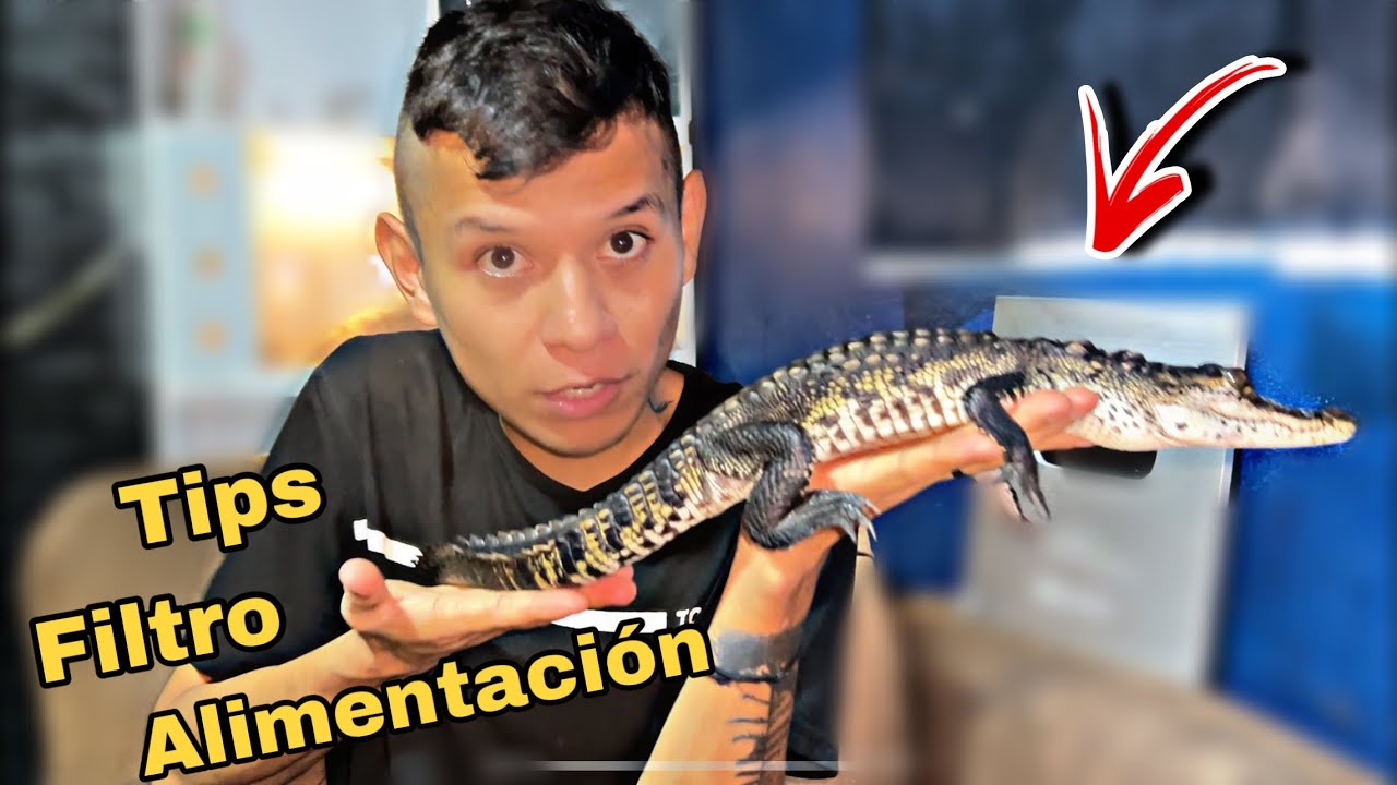 Guia completa de Como cuidar un Cocodrilo, alimentacion y cuidados básicos.