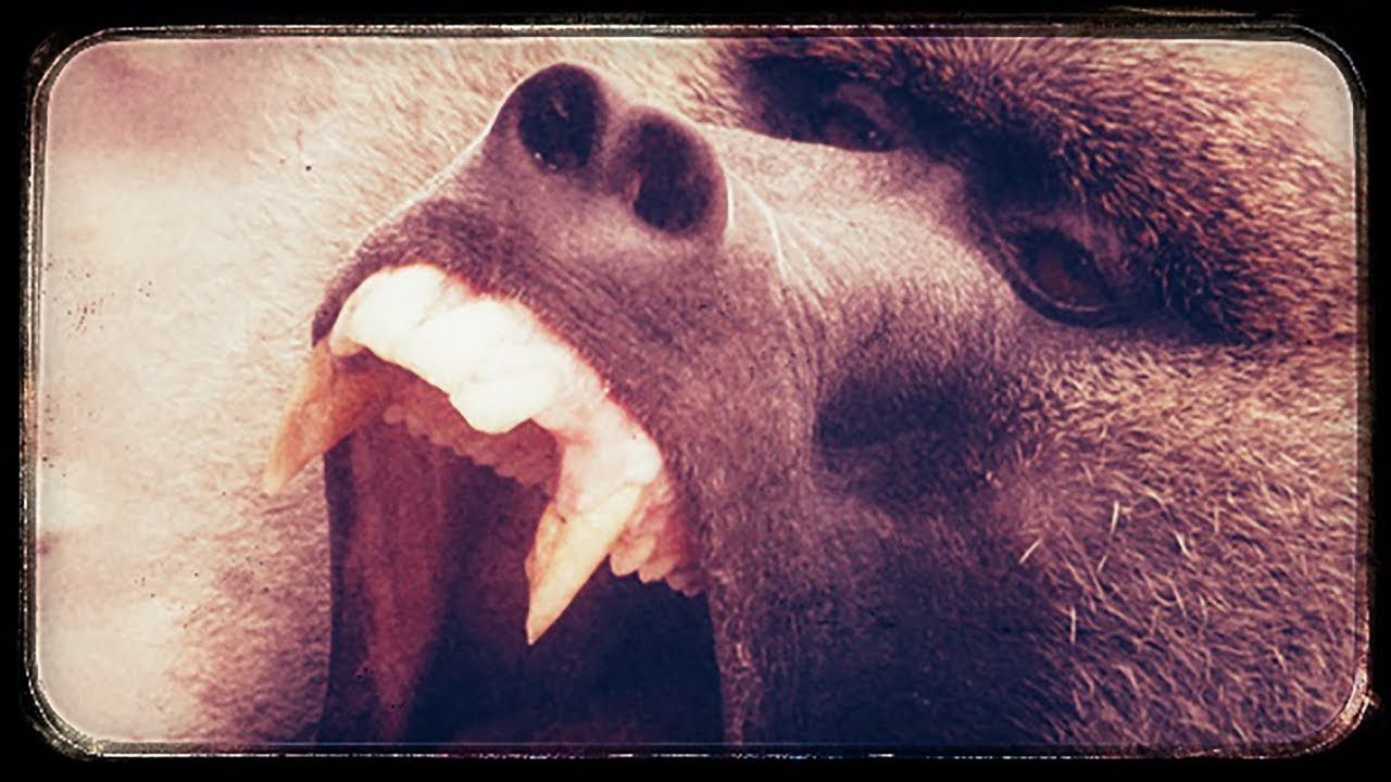 The Baboon, the spiders and the New Zealander