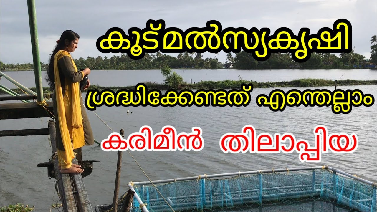 Cagefishfarming in kerala|കൂട്മൽസ്യകൃഷി|thilapia|karimeen|പിലോപ്പി|fishseed|Mustwatchfor fishfarmer