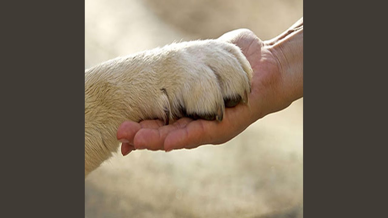 Life Our Loyal Friend (Radio Edit)