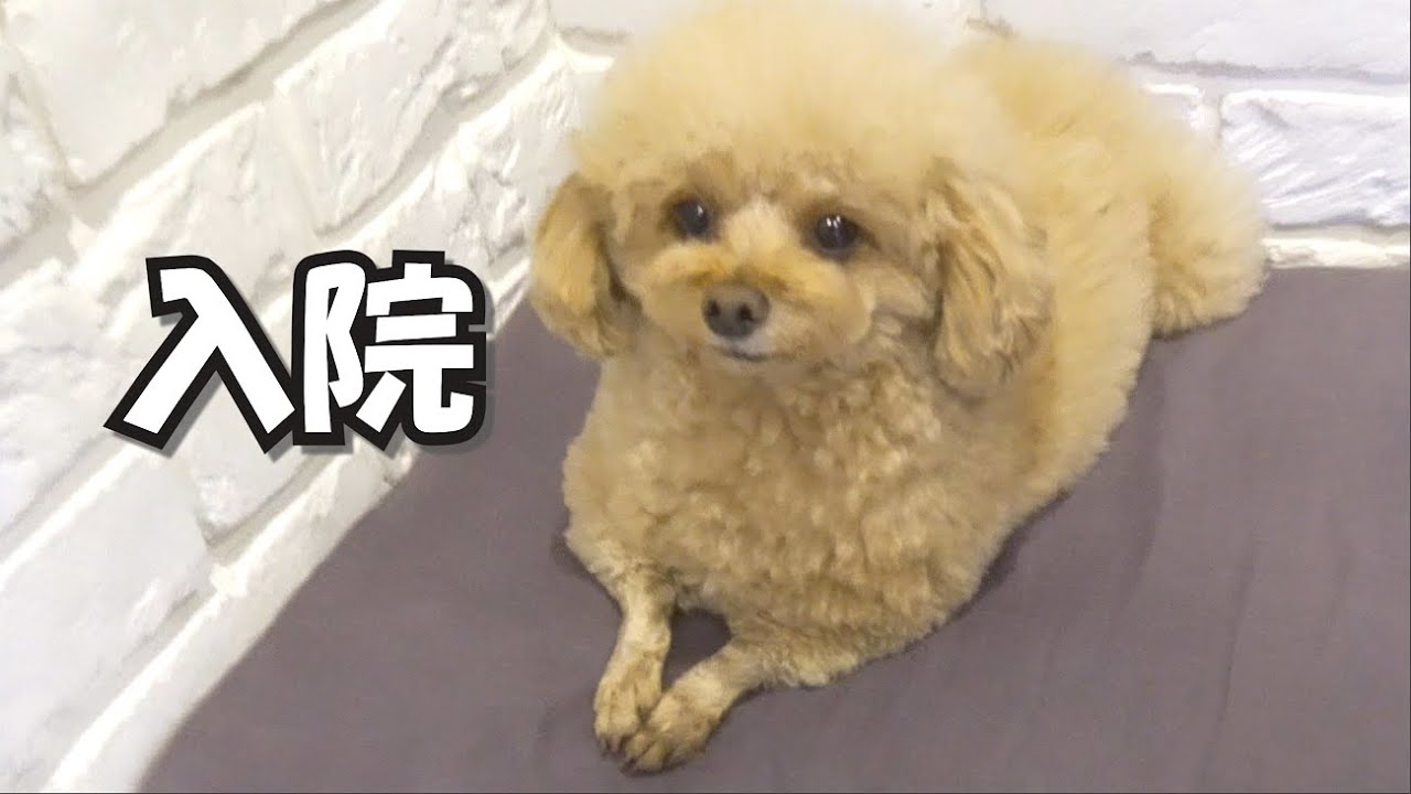 【救急病院】ぽんちゃんが緊急入院してしまいました