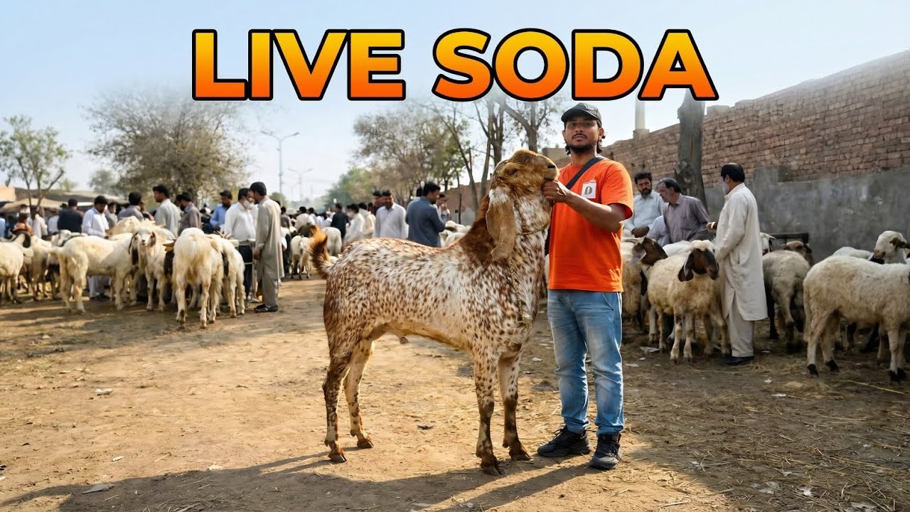 Live Soda Desi Chatre Qurbani 2026 Makhi Chena Beetal Bakre Lahore Mandi Shahpur 
