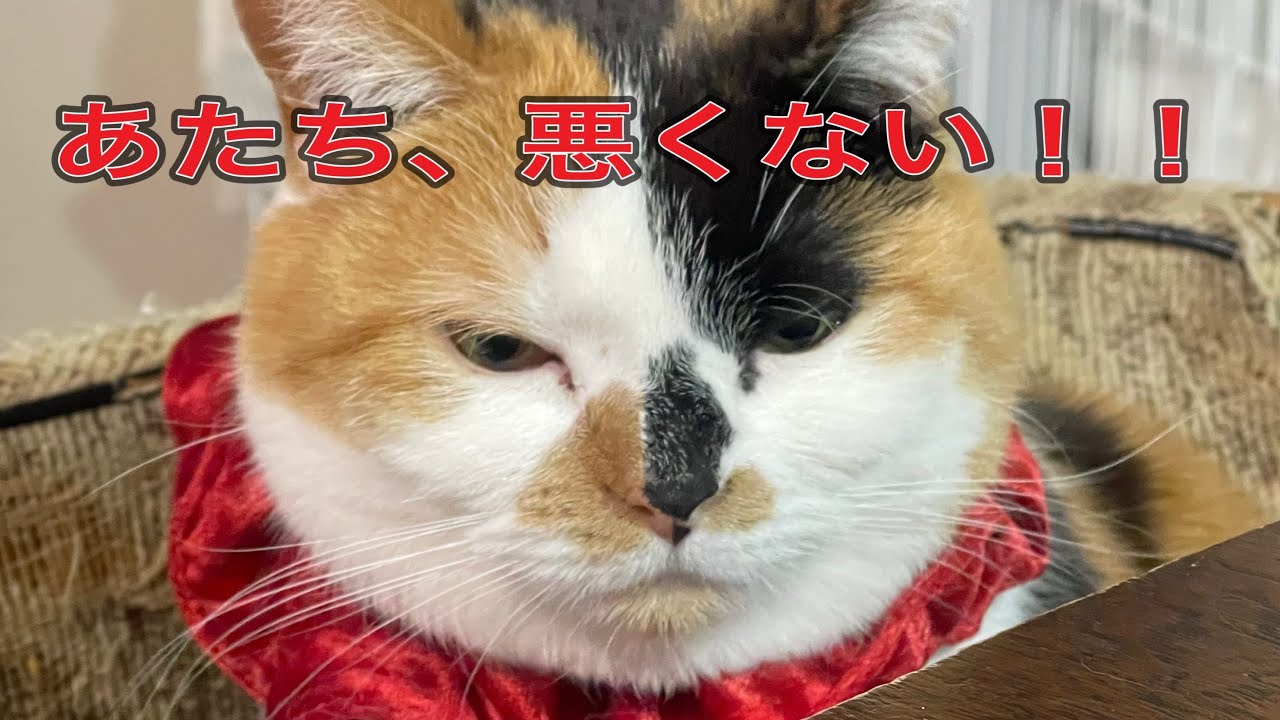 【縦動画】本日のらるとるる。時々みる。