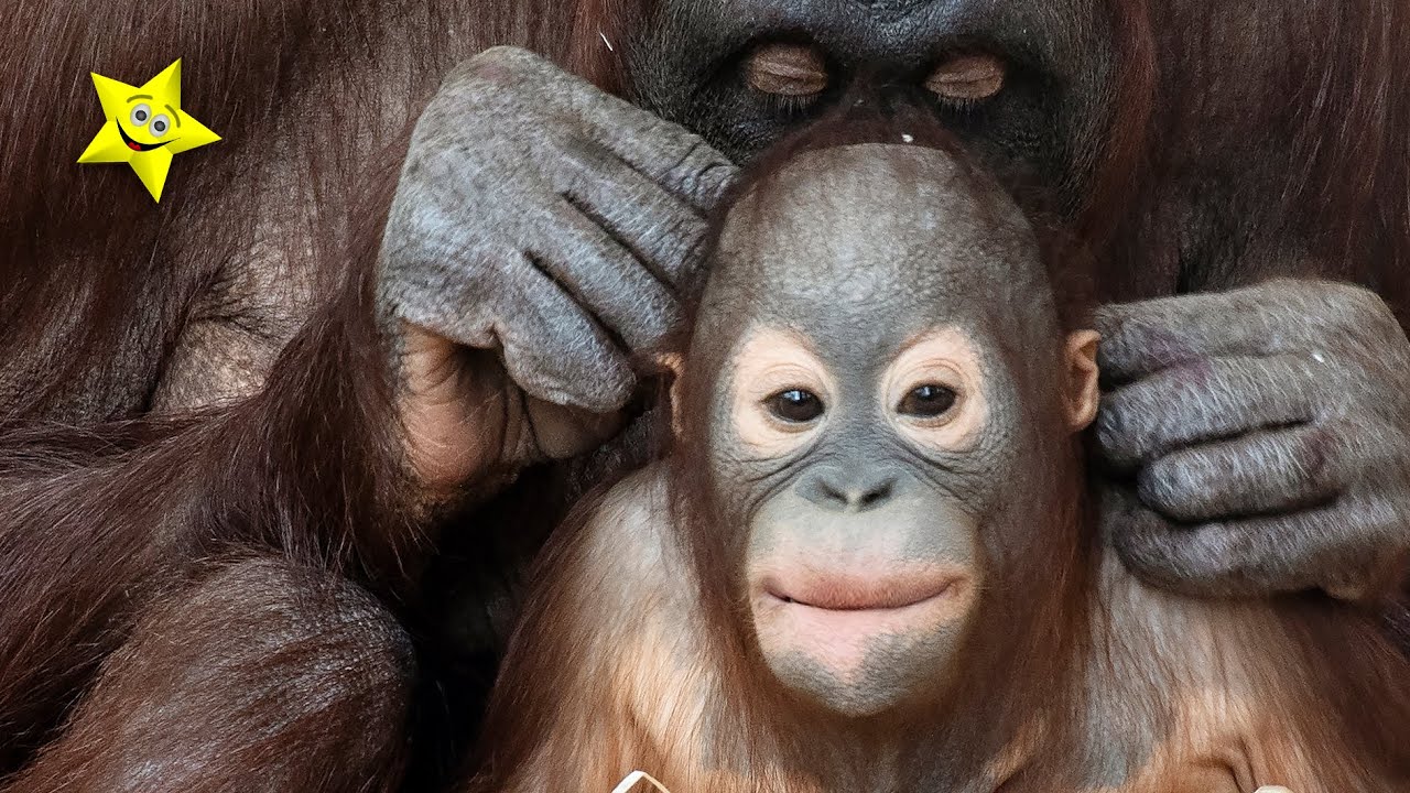 The Funny New Adventures of Baby Orangutan Kendari#orangutans#funnyanimals#funnyvideo