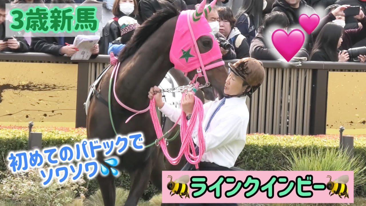 とにかく甘えたいラインクインビー🐝前向いてとうながされてもお構いなし💕