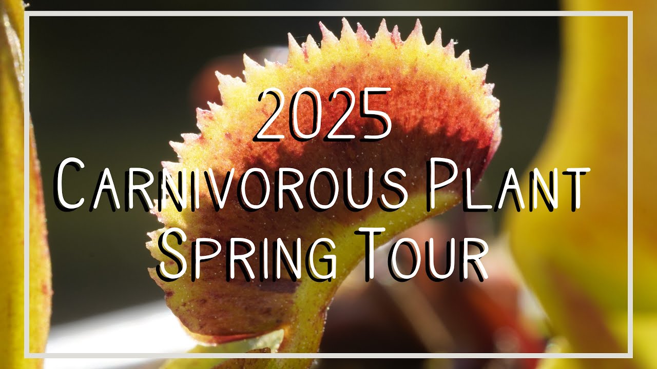 Springtime Carnivorous Plant Tour - 2025