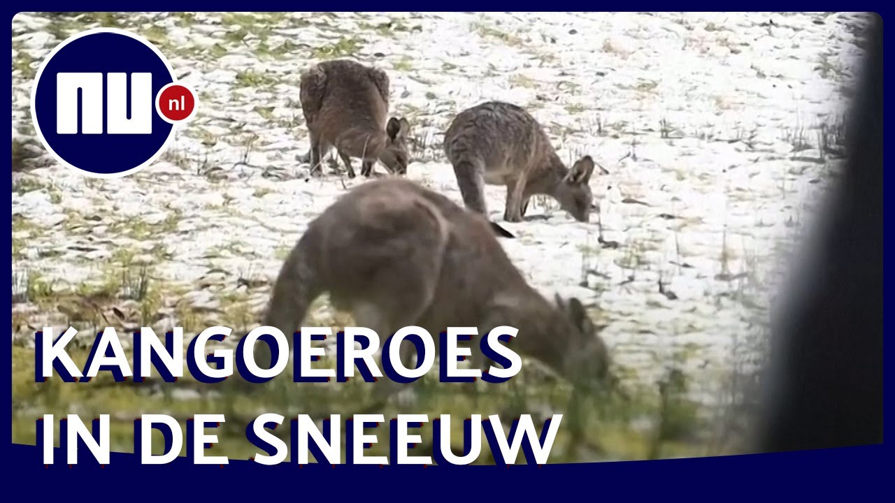 Kangoeroes springen door zeldzaam pak sneeuw in Australi&euml;