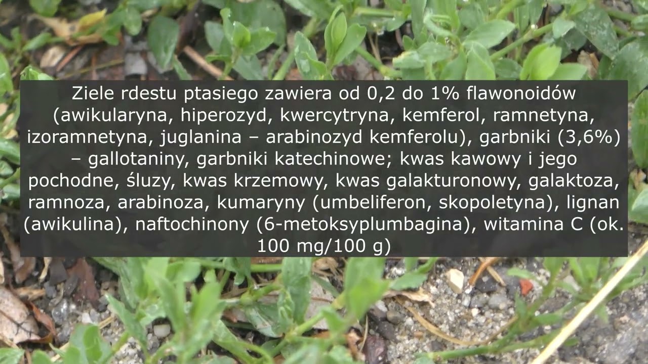 Rdest ptasi w fitoterapii - Polygonum aviculare L., Henryk R&oacute;żański