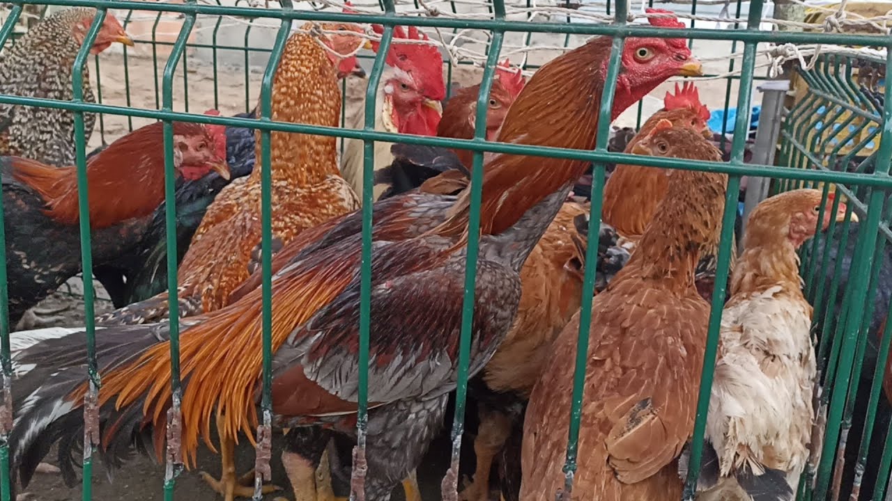 Feira das galinhas em Arapiraca próximo ao mercado público. Galo de raça, casal de Brahma e mais.