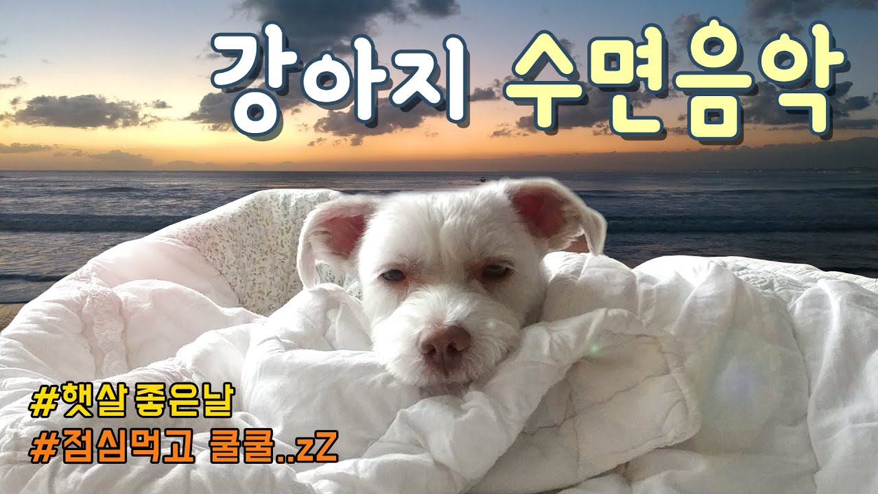 (12시간 재생) 잠이 솔솔오는 강아지 자장가 l 분리불안에 좋은 수면음악