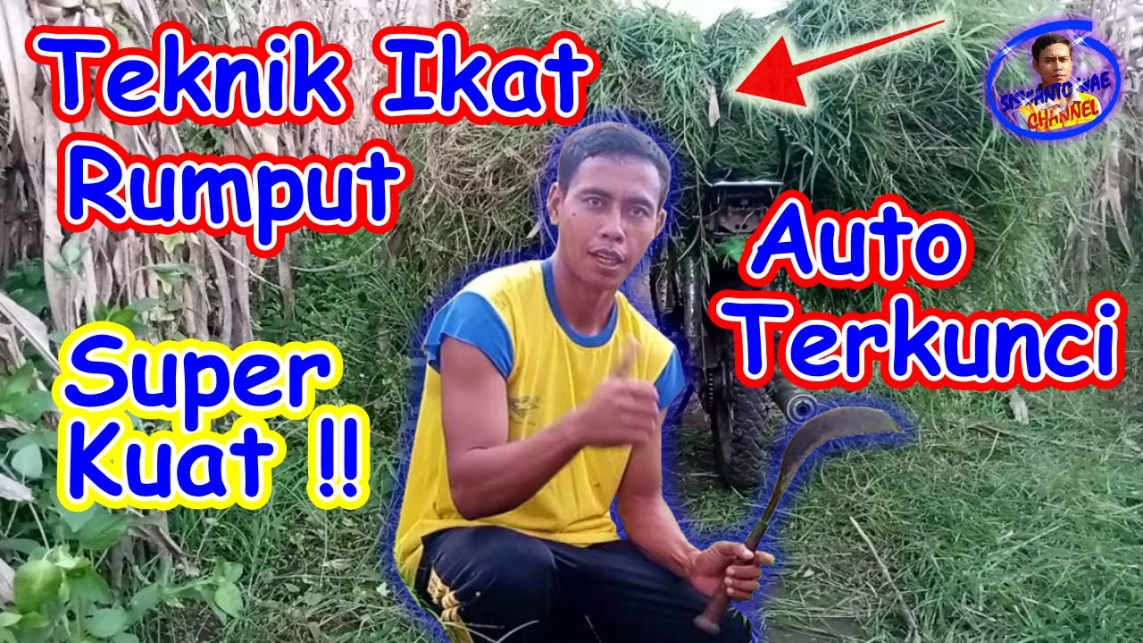 teknik mengikat rumput hasil ngarit