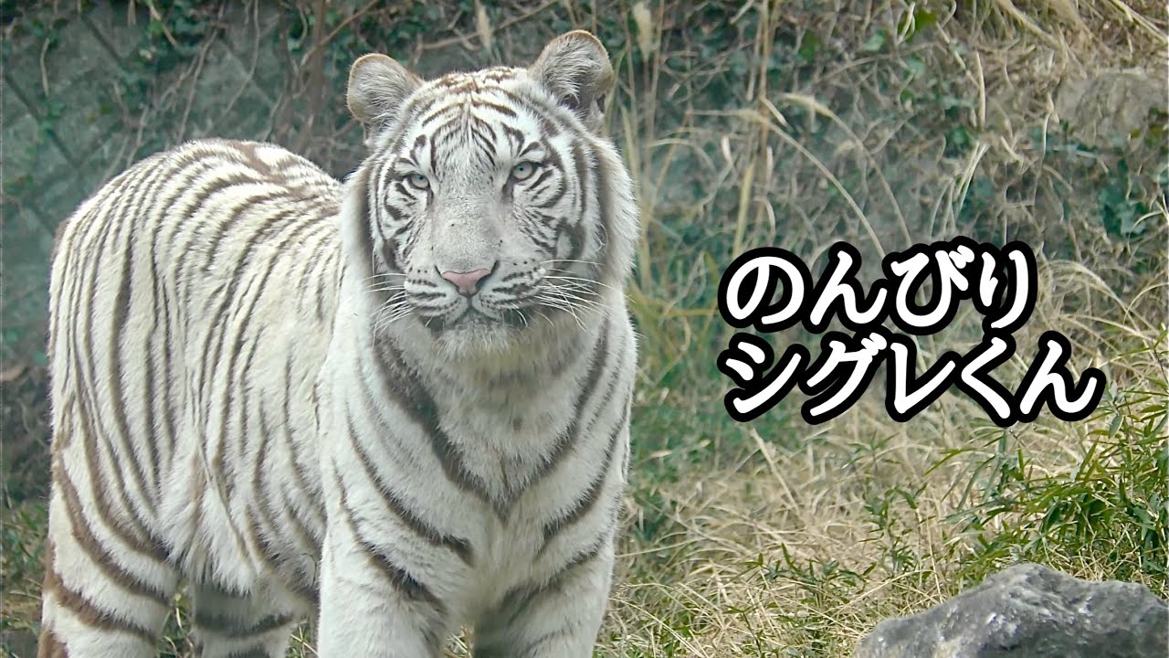 ホワイトタイガー　シグレくん　のんびりタイムです【伊豆アニマルキングダム】Whitetiger Shigure-kun Izu Animal Kingdom 
