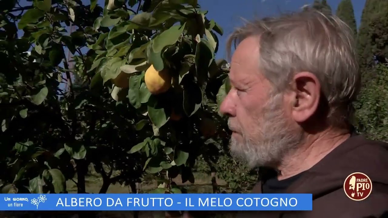 ALBERO DA FRUTTO, IL MELO COTOGNO (L'orto Del Convento 9 dicembre 2023)
