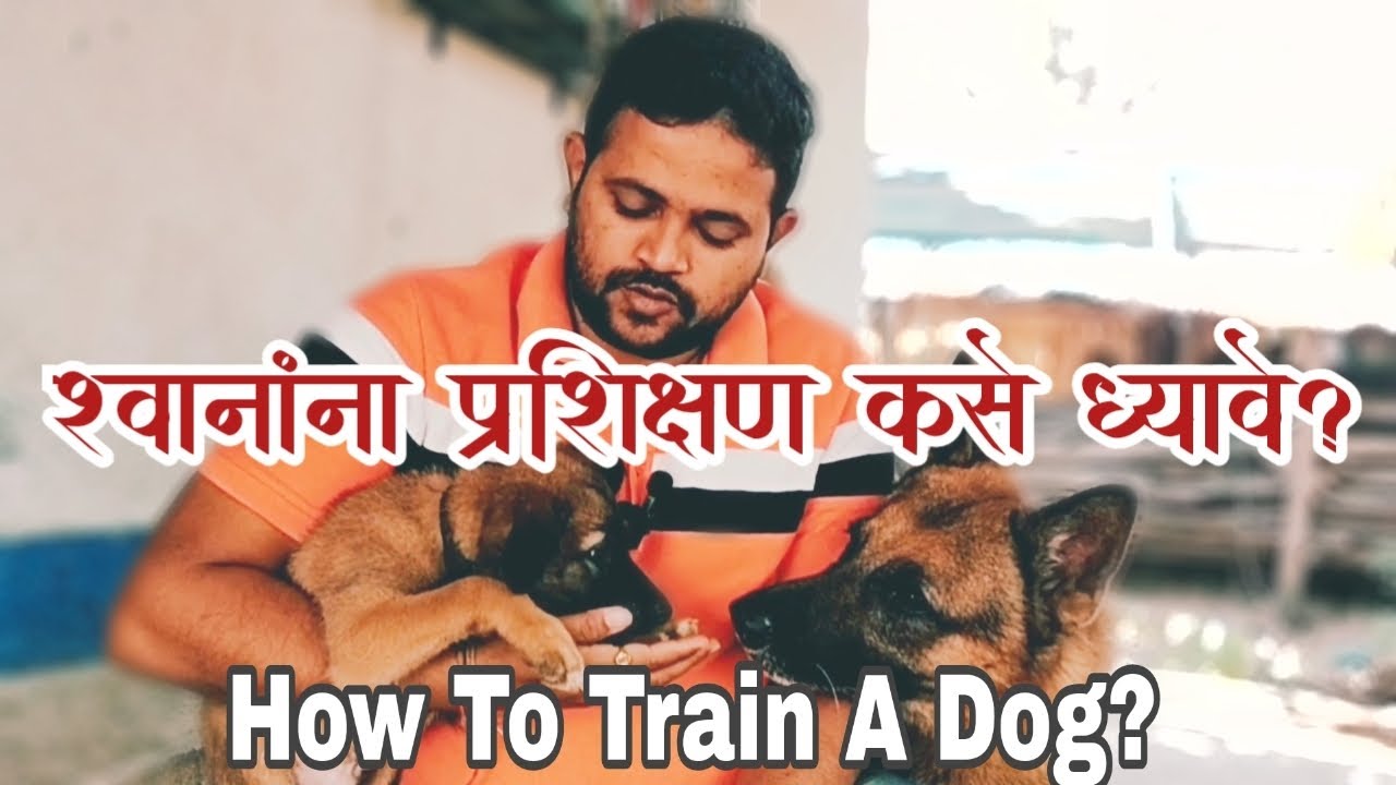 श्वानाला प्रशिक्षण कसे द्यावे | How To Train A Puppy | Dog Training In Marathi