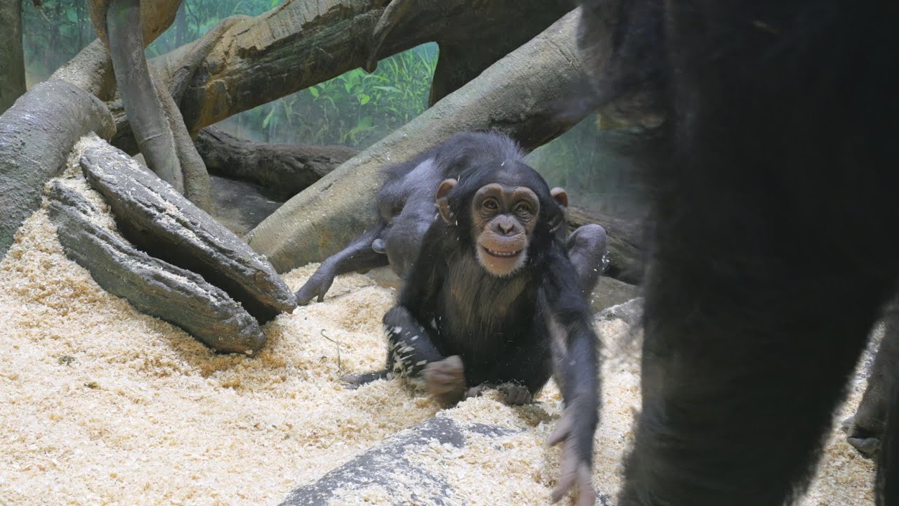 暴走機関車コサチ、白いお尻で無罪放免　よこはま動物園ズーラシア　チンパンジー　202602