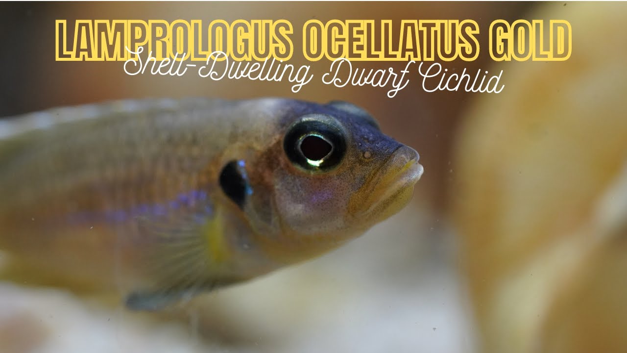 Lamprologus Ocellatus Gold - Frog Faced Cichlid - Care Guide
