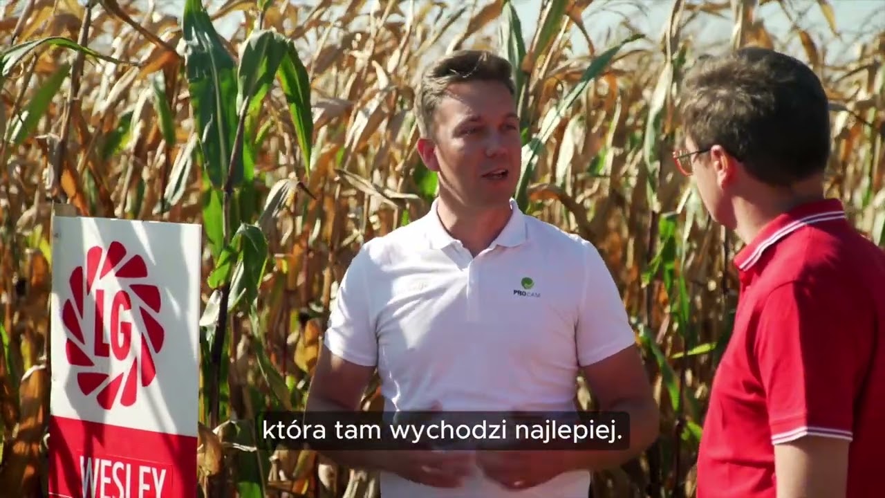Wczesna odmiana kukurydzy na Twoje pole. Sprawdź odmianę Wesley!