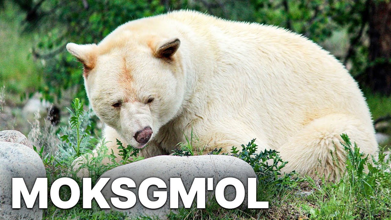 Moksgm'ol - The Quest for the Spirit Bear | Documentary Rare Bear Finds