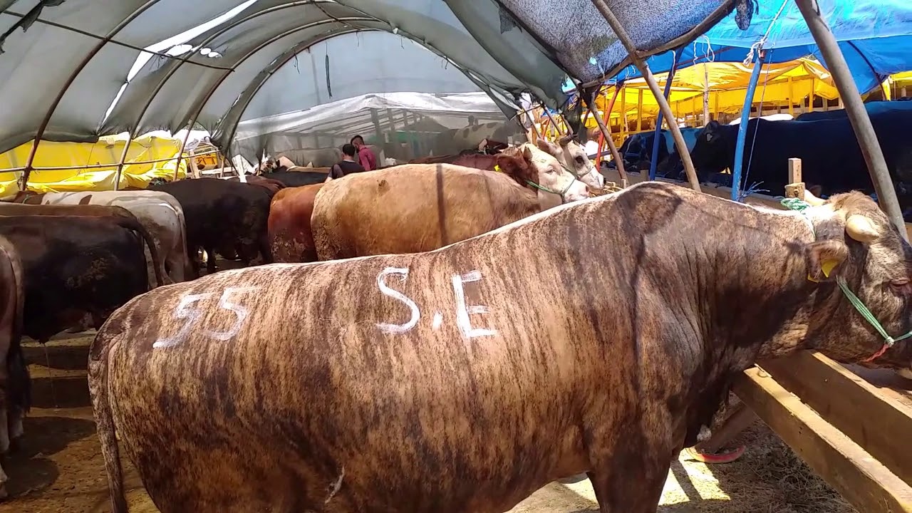 Kurban pazarı büyük baş kurbanlıklar  bursa 2019