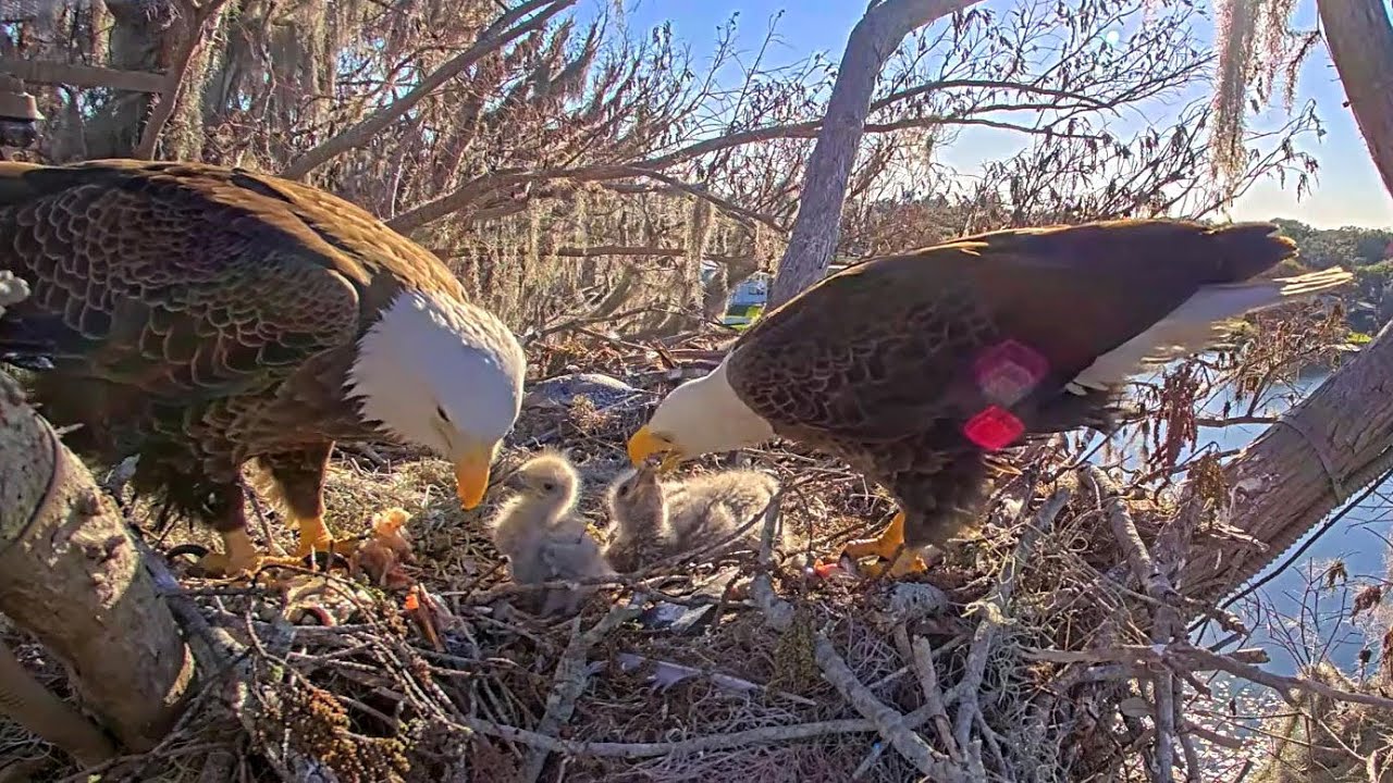 Winter Park Eagles😋🐟💕Dual Feeding From Mom and Dad Leads To Huge Crops💕🐟😋 01-27-2026