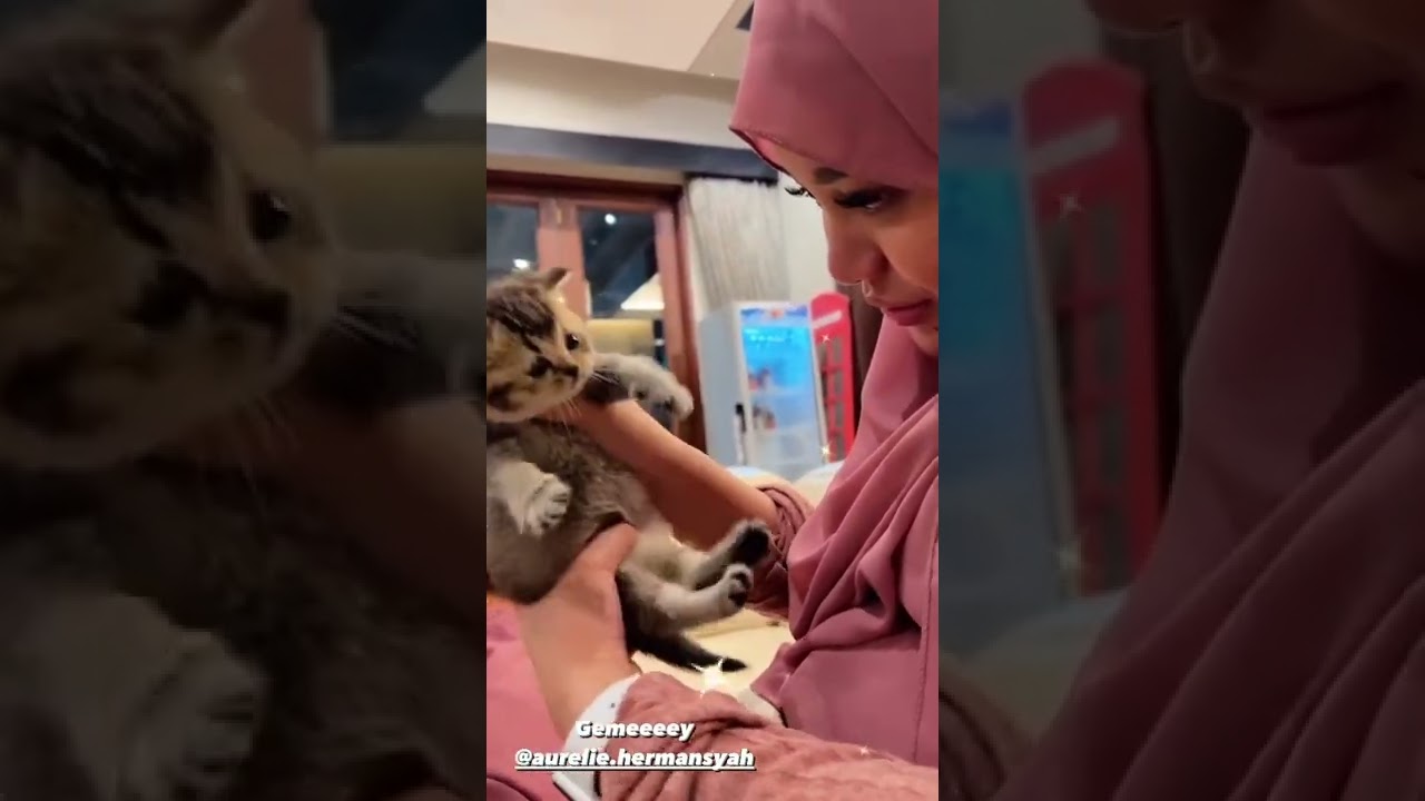 kucing sultan tergemes || anak Abu Adora || milik Atta Aurel