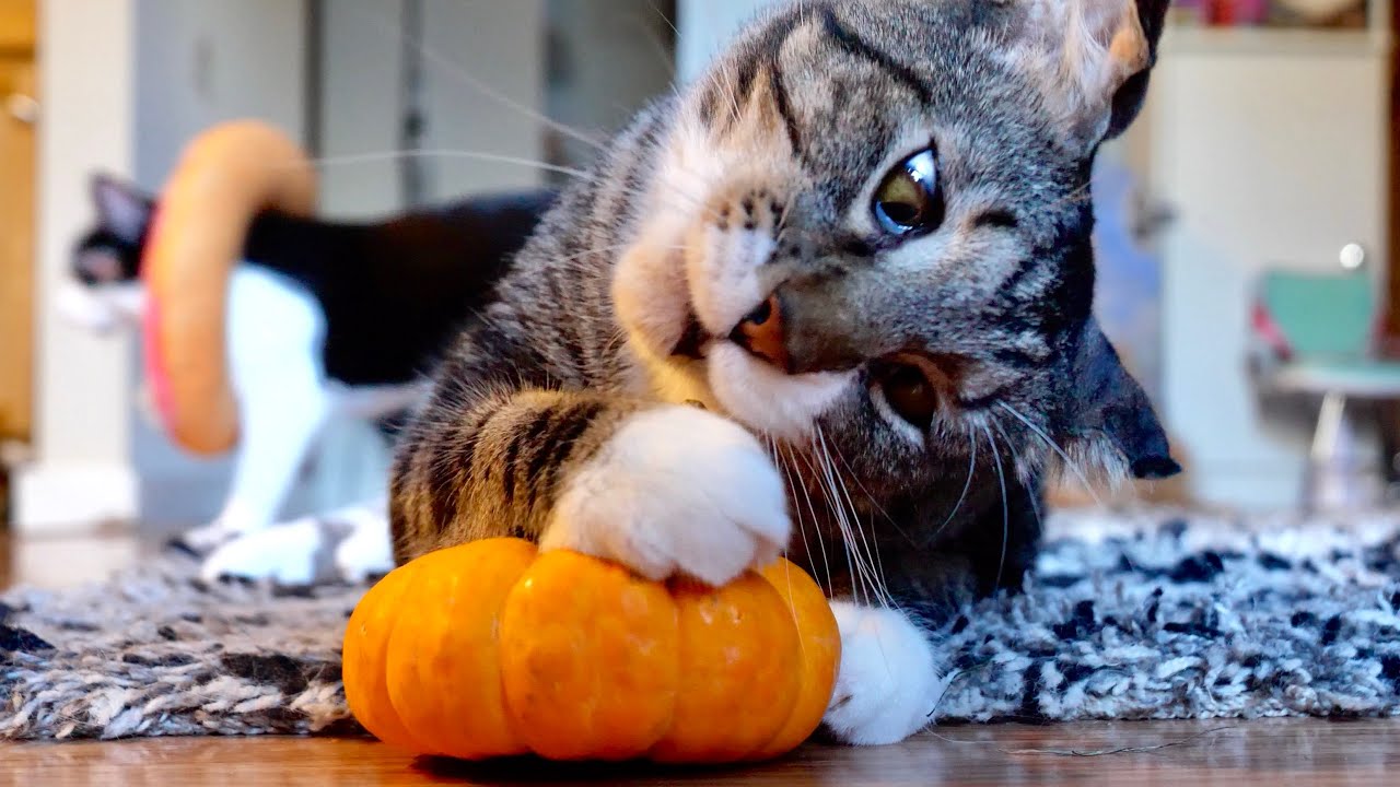 Fall Festivities With Doofy Cat