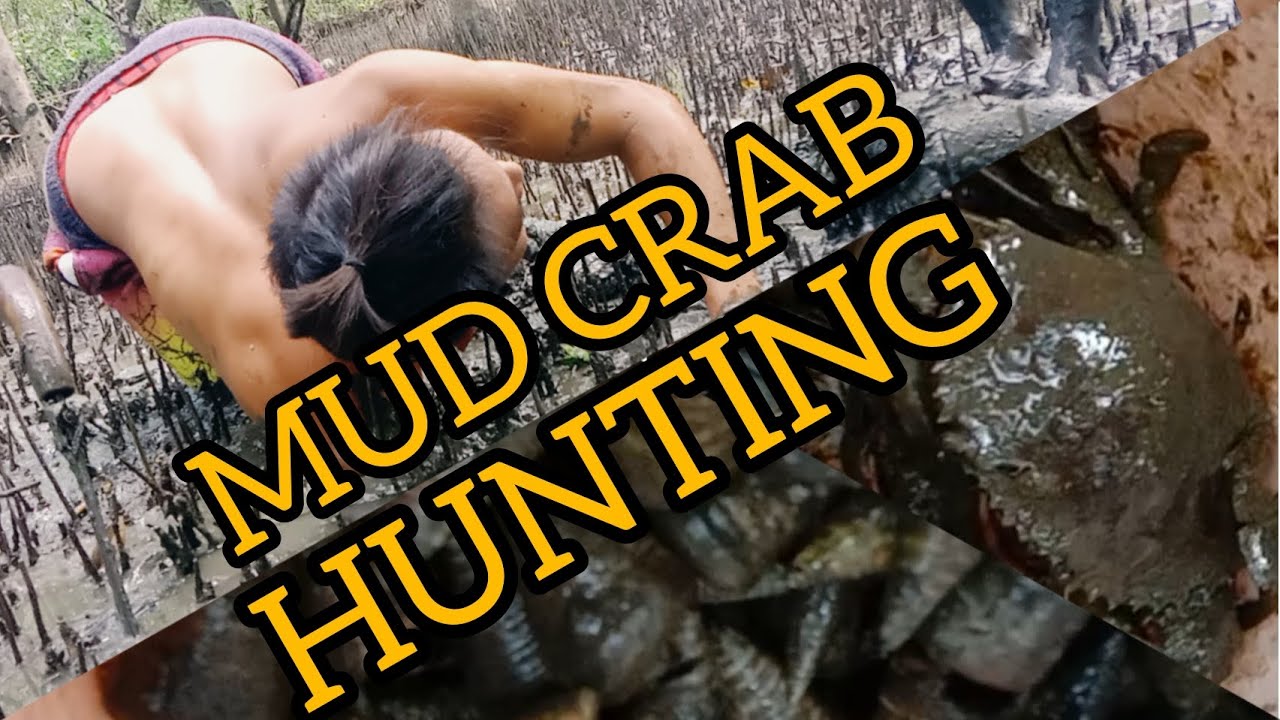 Mud Crab & Mud Creepers Hunting | Seashells | Sea Adventure | Fishing Adventure