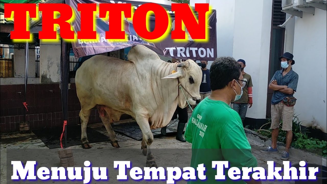 TRITON.....MENUJU TEMPAT TERAKHIR. SAPI LEGENDARIS.