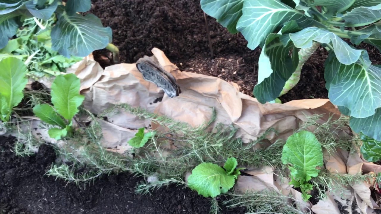 Full Winter Garden Tour/February 2020/L.E.A.R.N To Grow/ Alabama Gardening Girl