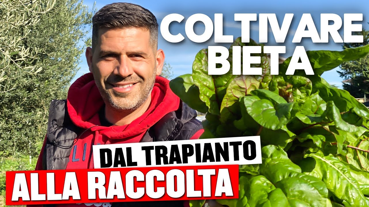 Come Coltivare la BIETA ed ottenere RACCOLTI  abbondanti