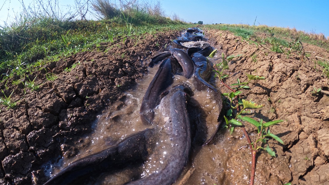 Top Video - Skills fisherman catch a lot of fish and pick eggs by skills hand in water
