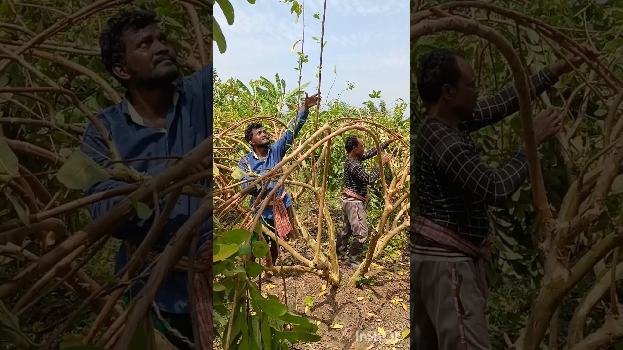 Bending Branches in Guava Plants: &nbsp;a technique for better flowering and fruiting #shorts #short