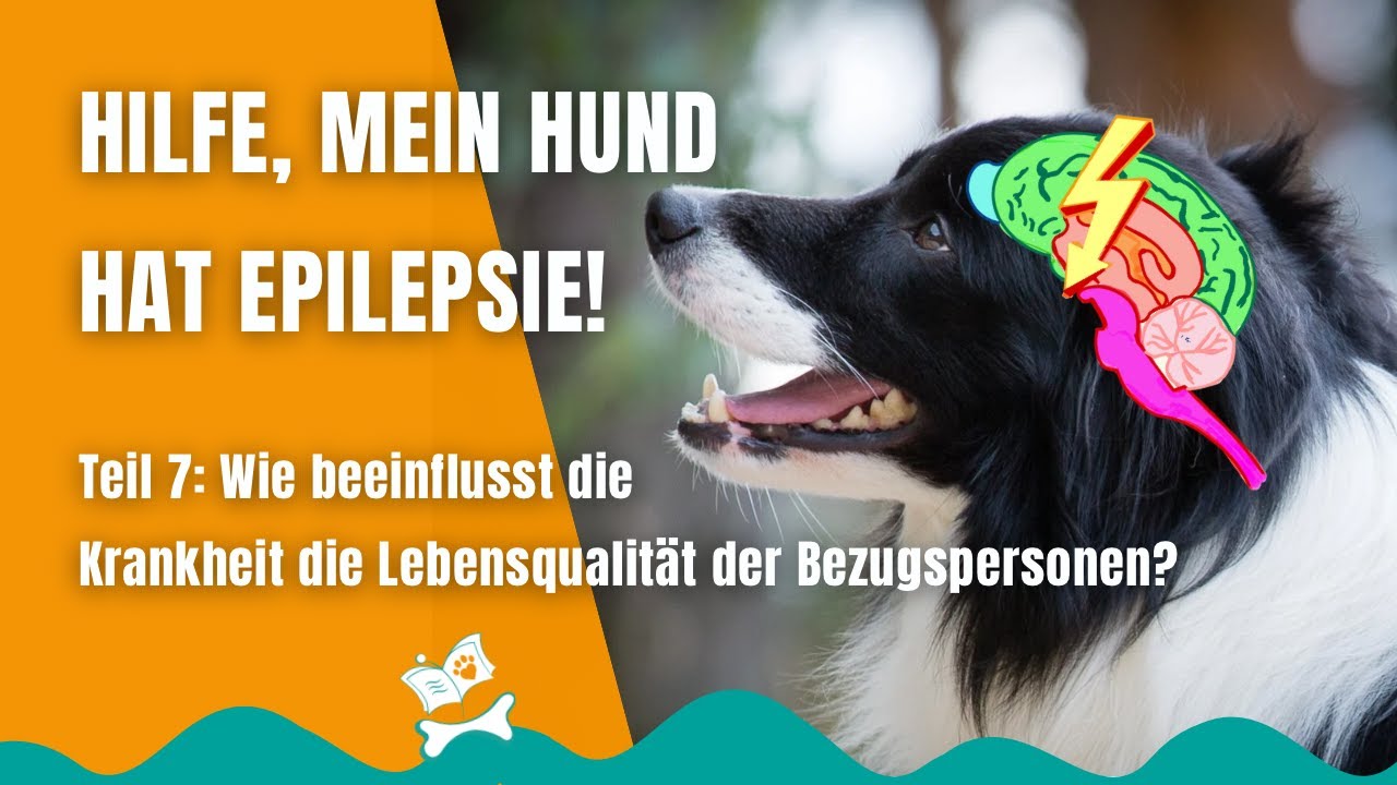 Leben mit Epilepsie beim Hund (7/12): Der Einfluss auf Lebensqualität und Alltag