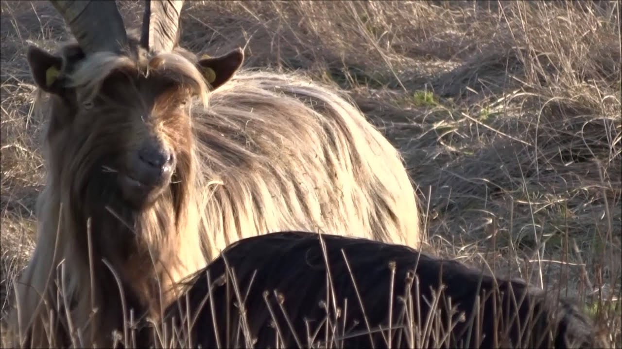 BOVIDAE capra aegagrus hircus ► Veluwse landgeit