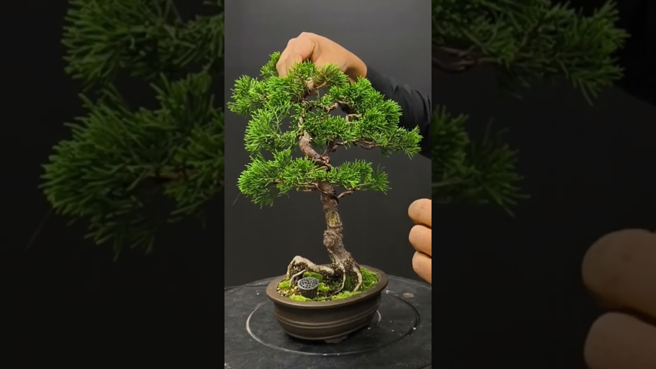 refinando este Junipero Kaizuka #artebons&aacute;i #bonsai #estaviosbonsaiguatemala