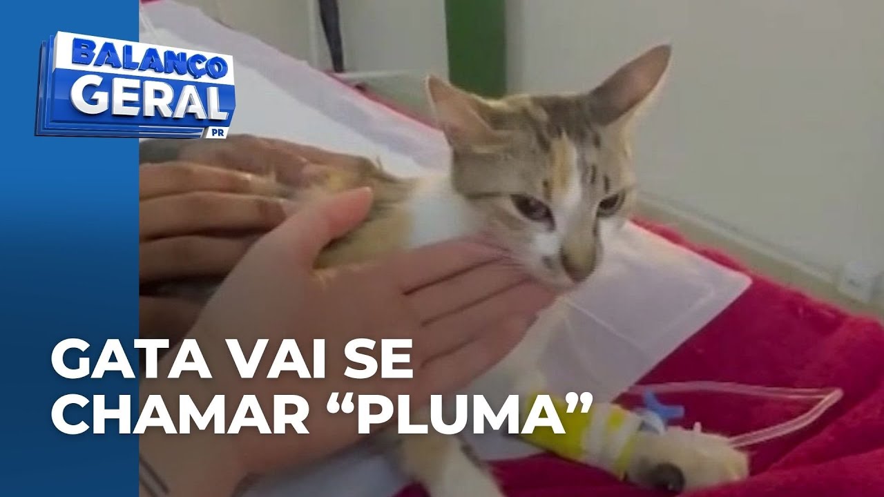 Moradores relatam que gata sofria maus-tratos; ela se recupera dos ferimentos e vai ganhar novo lar