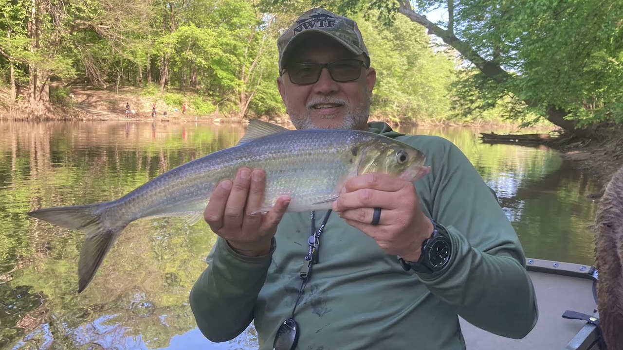 Hickory Shad Fishing the Tar River