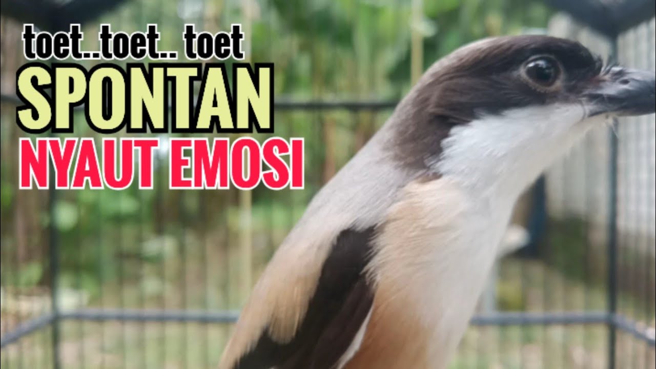 suara cendet gacor pagi siang sore Toet Toet Bikin Cendet Manapun Nyaut dg sekali Dengar